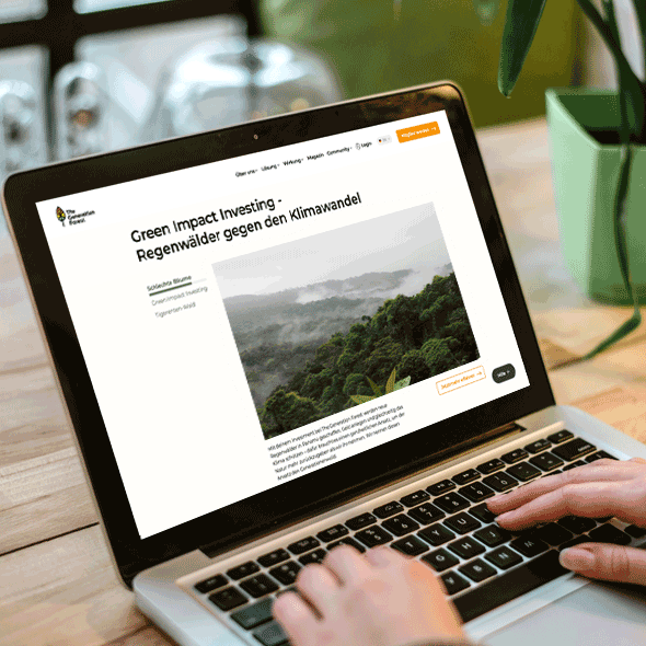 The Forest Generation Photo with website of The Generation Forest on laptop